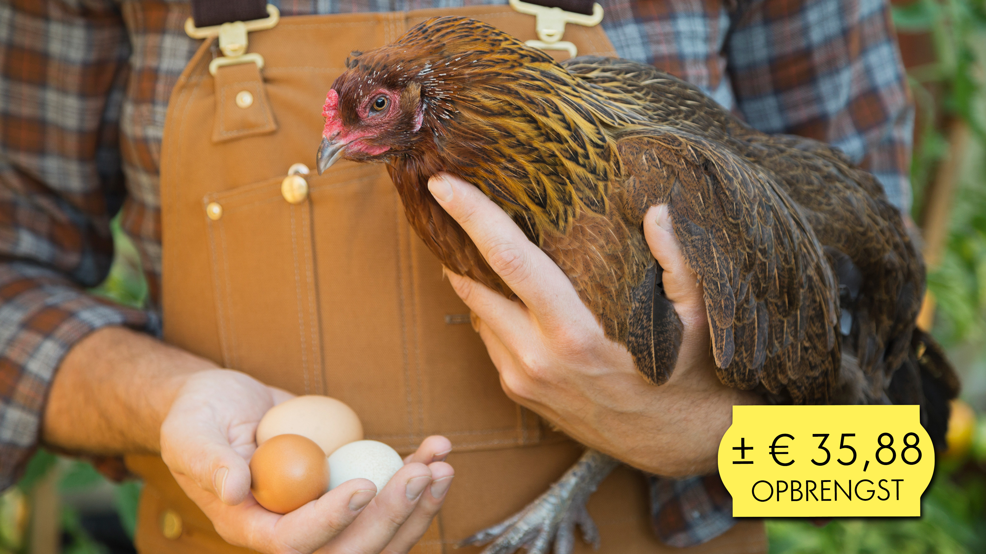 Кушает яички. Курочка откладывает яйца. Курица с яйцами. Куры едят. Курочка с яйцами.