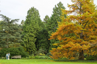 Goudlork op Aboretum Kalmthout