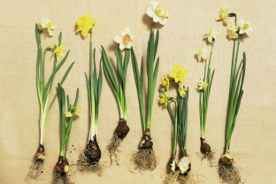 Bloeiende narcisbollen uitgestald op tafel