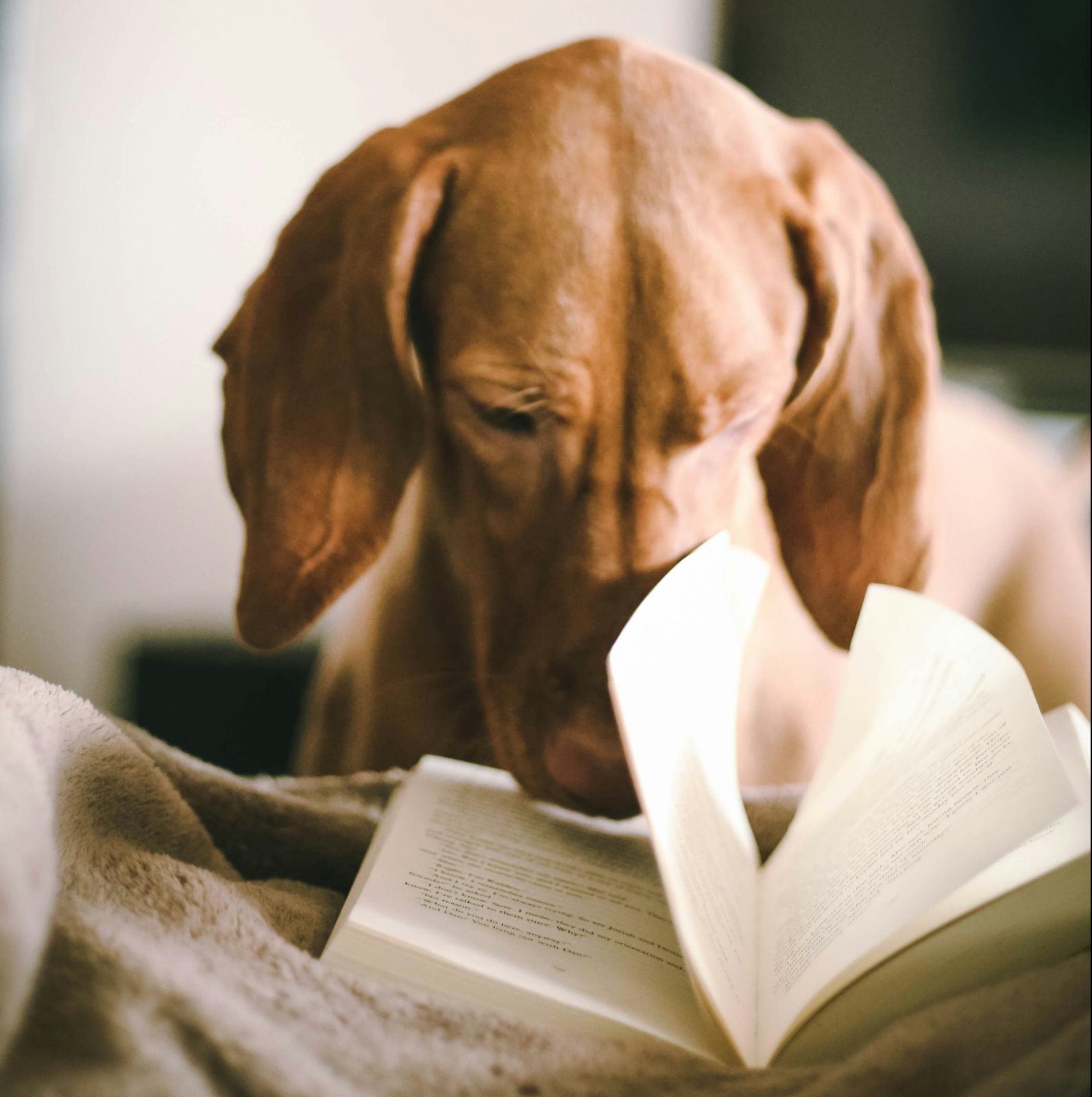 hond leest boek